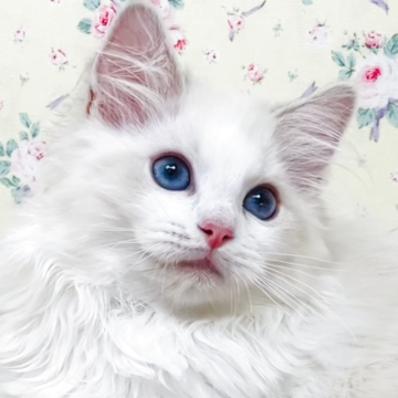 ラグドール【大阪府・女の子・2025年9月8日・ブルーリンクスポイントバイカラー】の写真「美形で上品な甘えたレディです☺️💐」