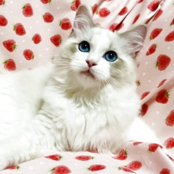 ラグドール【大阪府・男の子・2025年8月11日・ブルーポイントバイカラー】の写真「美形でおっとり控えめな甘えん坊さんです☺️💐」