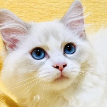 ラグドール【大阪府・男の子・2025年8月11日・ブルーリンクスポイントバイカラー】の写真「明るく優しい遊び大好きな超甘えん坊さんです☺️💐」