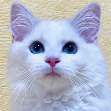 ラグドール【大阪府・女の子・2025年2月25日・ブルーポイントバイカラー】の写真「愛らしくも風格のある美しさのレディです☺️💐」