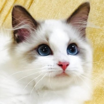 ラグドール【大阪府・女の子・2025年8月23日・ブルーポイントバイカラー】の写真「元気いっぱいお転婆さんの甘えたさんです☺️💐」