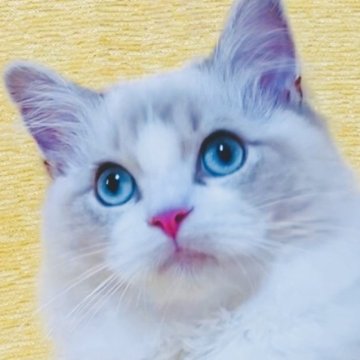 ラグドール【大阪府・男の子・2024年12月25日・ブルーリンクスポイントバイカラー】の写真「気品のある愛らしい王子様です☺️💐」