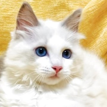 ラグドール【大阪府・女の子・2025年8月17日・ブルーポイントバイカラー】の写真「愛らしさ満点の甘えた陽キャ🔆レディです☺️💐」