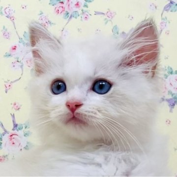 ラグドール【大阪府・男の子・2025年8月11日・ブルーポイントバイカラー】の写真「ちょっぴり控えめな甘えん坊さんです☺️💐」