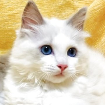 ラグドール【大阪府・女の子・2025年8月17日・ブルーポイントバイカラー】の写真「愛らしさ満点の甘えた陽キャ🔆レディです☺️💐」