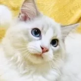 ラグドール【大阪府・男の子・2025年8月11日・ブルーリンクスポイントバイカラー】の写真1「💛🧡愛嬌たっぷりの目元が印象的😍🧡💛」