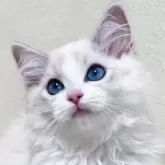 ラグドール【大阪府・女の子・2025年3月15日・ブルーリンクスポイントバイカラー】の写真1