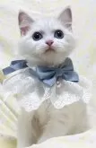 ラグドール【大阪府・女の子・2025年4月28日・ブルーリンクスポイントバイカラー】の写真12