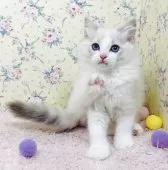 ラグドール【大阪府・女の子・2025年8月25日・ブルーリンクスポイントバイカラー】の写真14