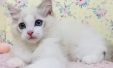 ラグドール【大阪府・女の子・2025年8月25日・ブルーリンクスポイントバイカラー】の写真2