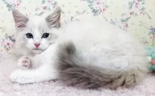 ラグドール【大阪府・男の子・2025年8月25日・ブルーリンクスポイントバイカラー】の写真9