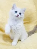 ラグドール【大阪府・男の子・2025年8月11日・ブルーリンクスポイントバイカラー】の写真10