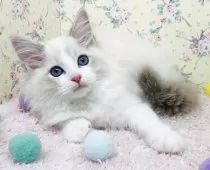 ラグドール【大阪府・男の子・2025年8月25日・ブルーリンクスポイントバイカラー】の写真6