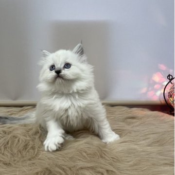 ミヌエット(長足)【香川県・男の子・2025年9月15日・ブルーポイント（長毛）】の写真「おっとりとしてマイペースな男の子です♪」