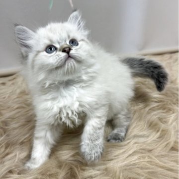 ミヌエット(長足)【香川県・女の子・2025年9月15日・ブルーポイント（長毛）】の写真「アイラインのかわいいおとなしめの子です♪」