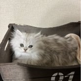 ペルシャ(チンチラ)