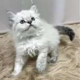 ミヌエット(長足)