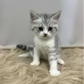 ミヌエット(長足)