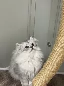 ペルシャ(チンチラ)【香川県・男の子・2025年11月1日・チンチラシルバー】の写真3