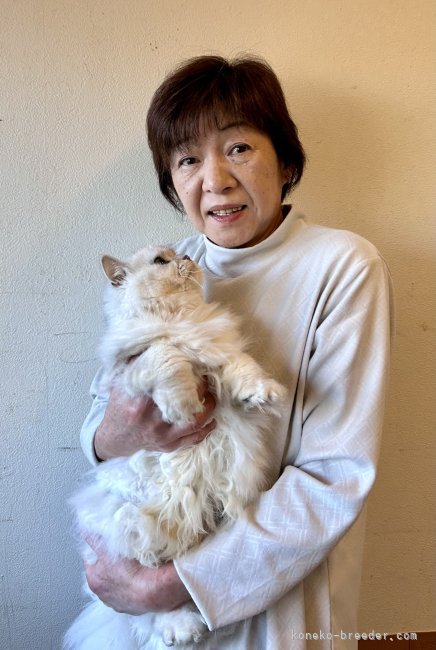 可愛い子猫を是非見に来てください。｜伊藤　美知子(いとう　みちこ)ブリーダー(福島県・ミヌエットなど・ICC登録)の紹介写真2