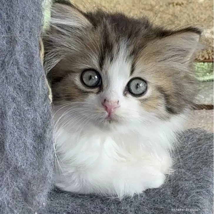 H.H 様のお迎えした子猫
