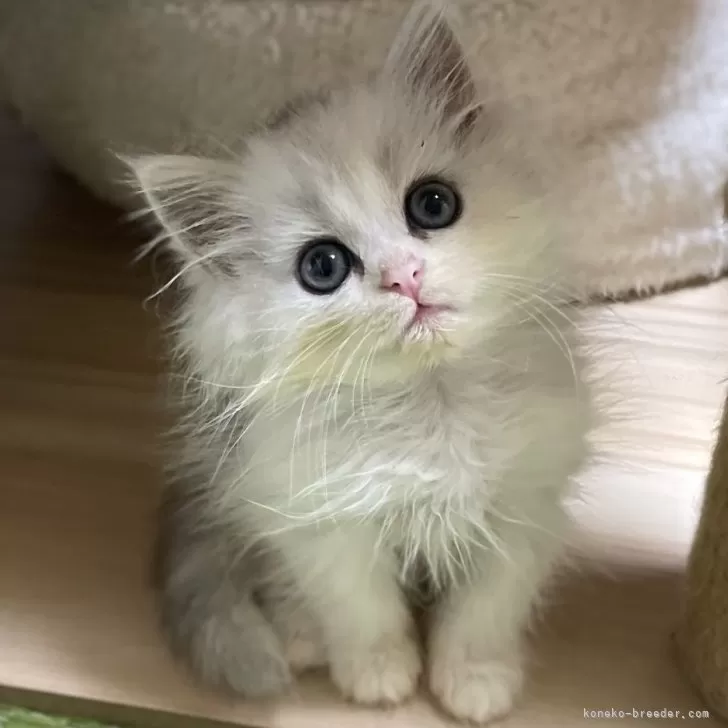ID：2410-02884の子猫