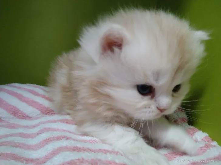 ID：2203-01704の子猫