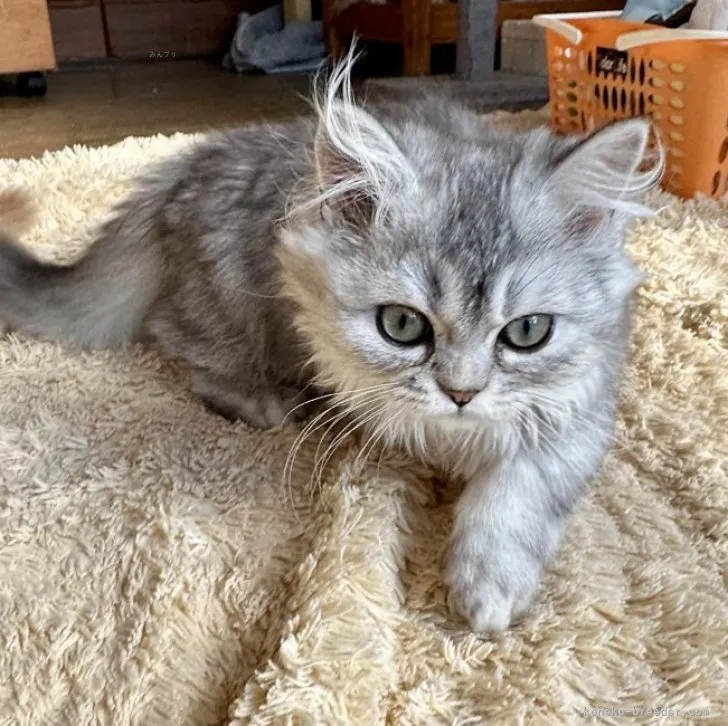 ID:2309-01452の子猫