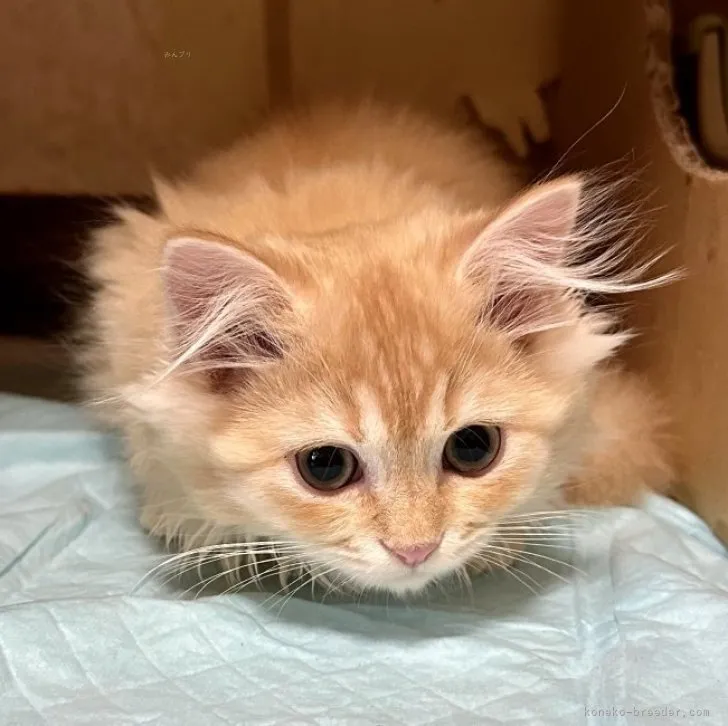 ID：2309-01916の子猫