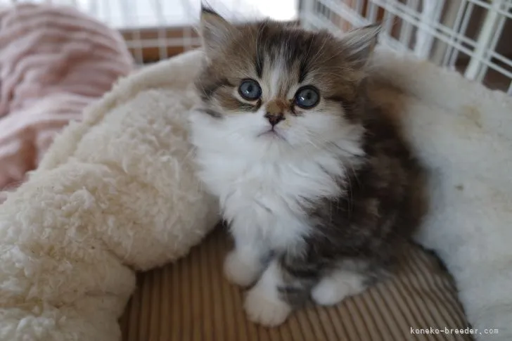 ID：2204-00828の子猫