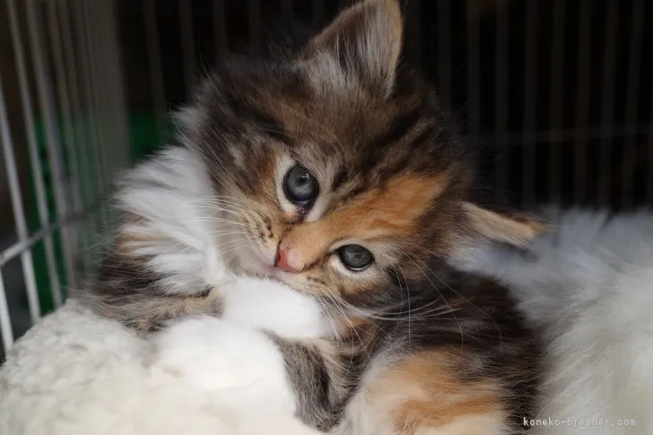 ID:2110-01439の子猫