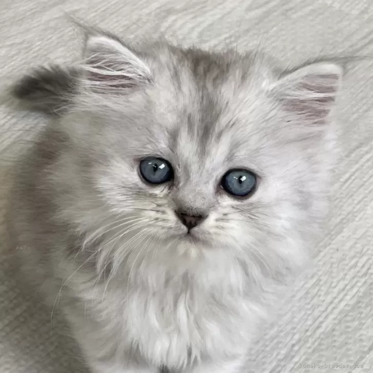 ID:2409-00039の子猫