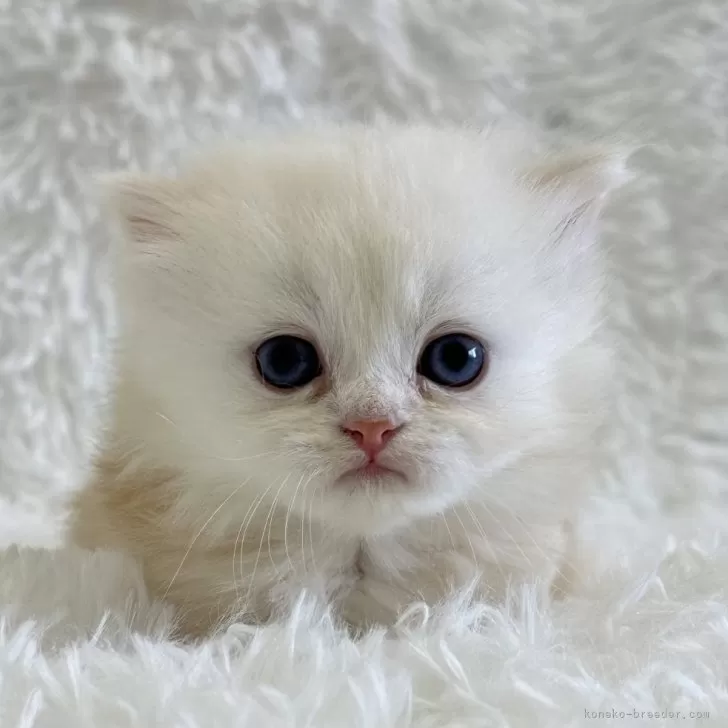 ID：2410-02277の子猫