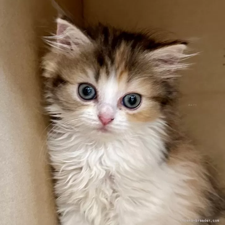 ID:2408-01921の子猫