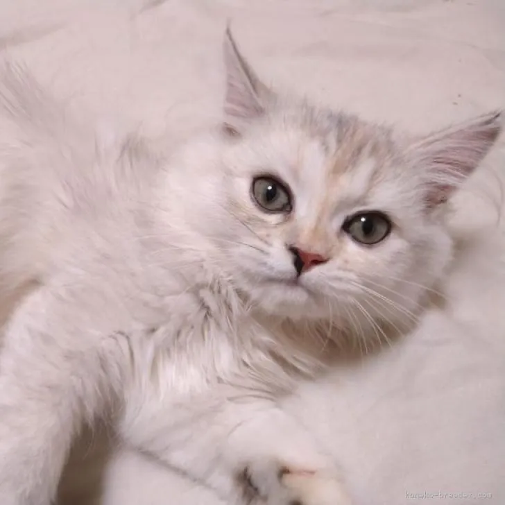ID:2205-02820の子猫