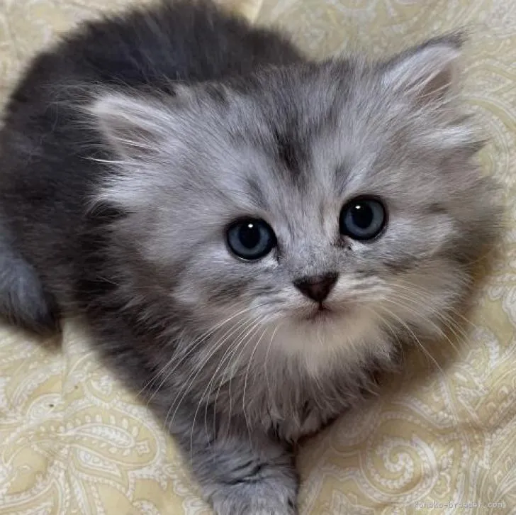 ID:2210-00251の子猫