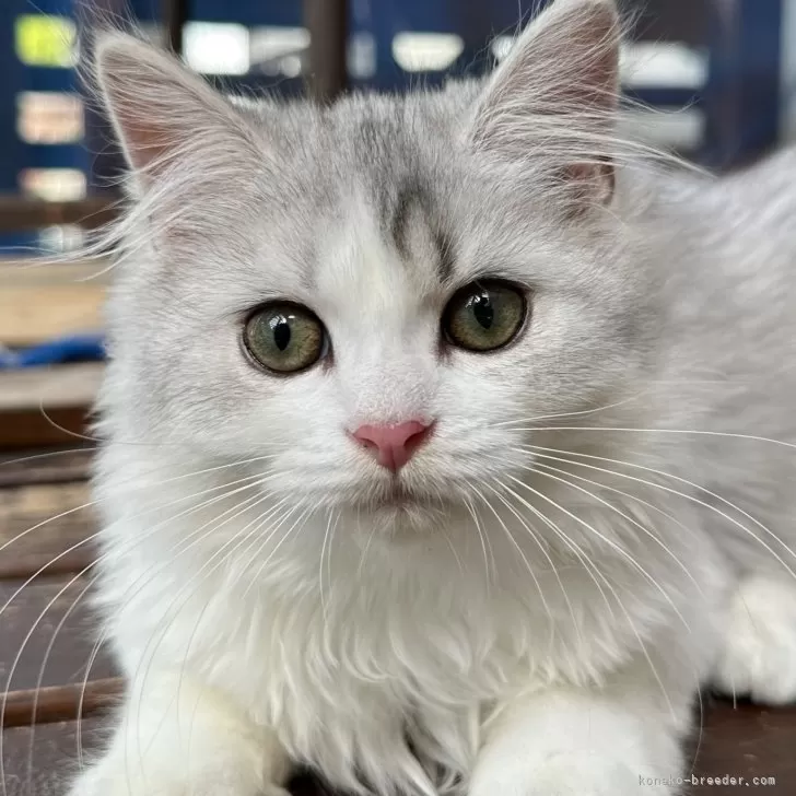 ID：2407-03437の子猫