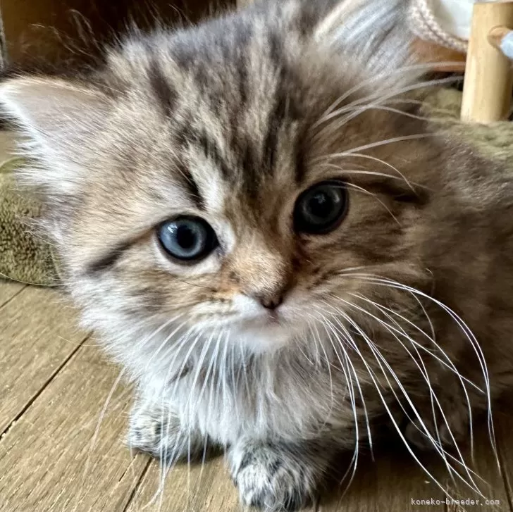 ID：2402-01152の子猫