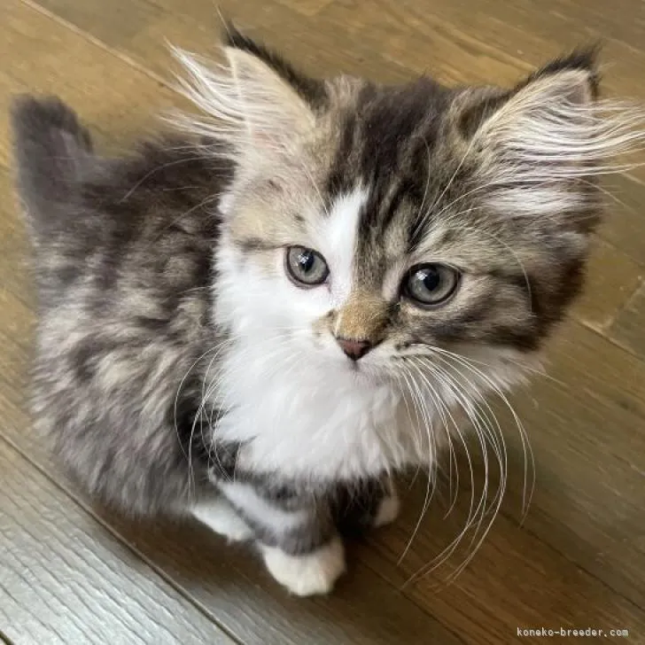 ID：2208-01607の子猫