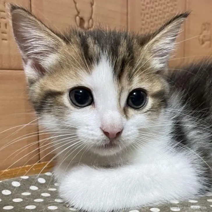 ID：2209-01301の子猫