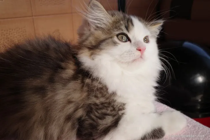 ID：2111-00163の子猫