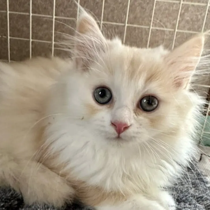 ID：2310-00829の子猫