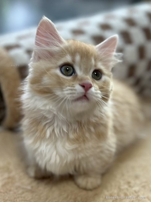 マンチカン【・男の子・2025年4月29日・レッドタビー&amp;ホワイト】