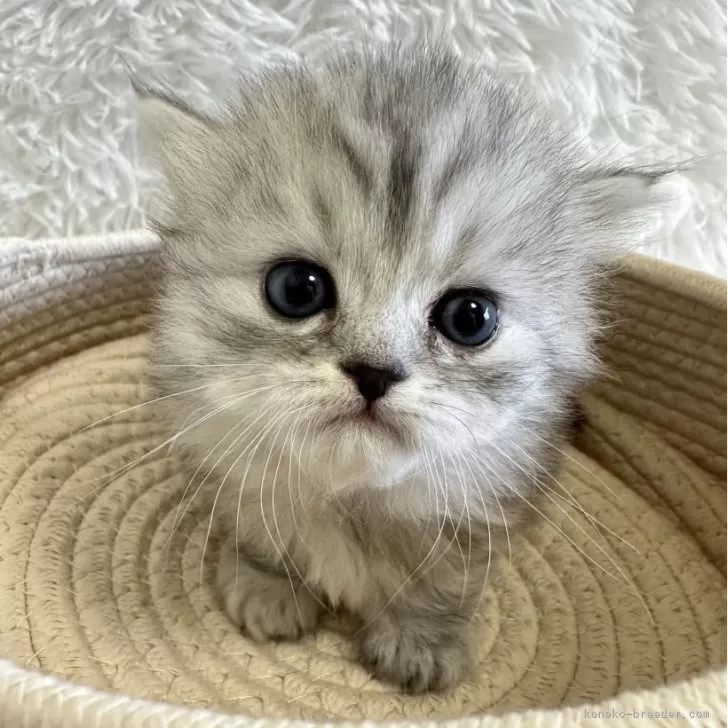 ID:2410-02276の子猫