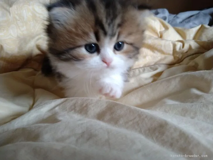 ID：2109-00277の子猫