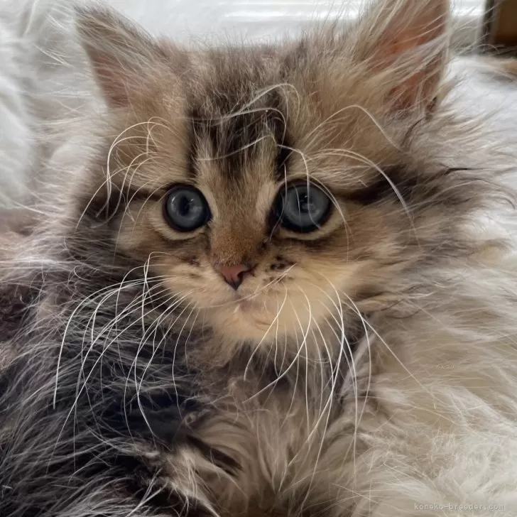 J.T 様のお迎えした子猫