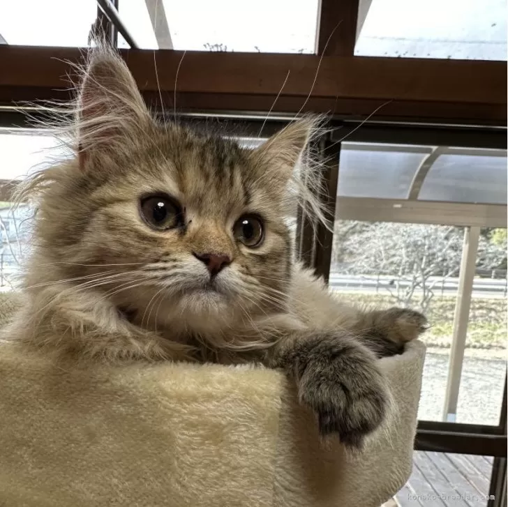 ID：2312-00196の子猫