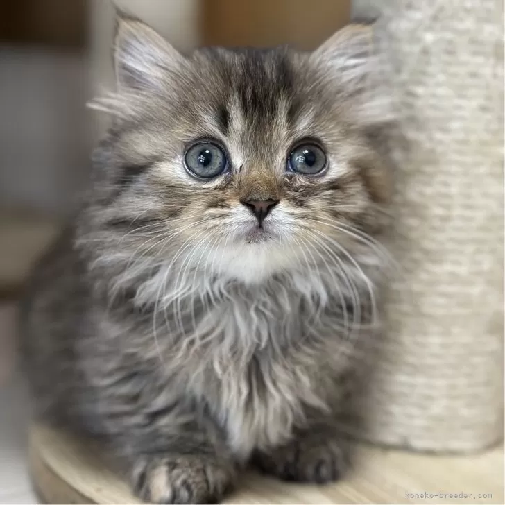 H.W 様のお迎えした子猫