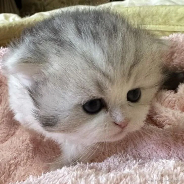 ID:2302-01178の子猫