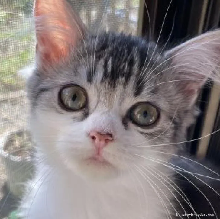 ID:2209-01312の子猫